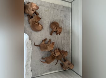 Magyar Vizsla Welpen in Erwartung