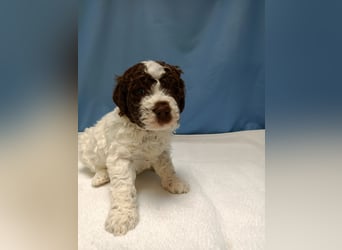 Welpen Lagotto Romagnolo