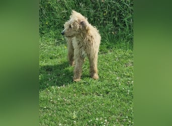 Labradoodle Hündin