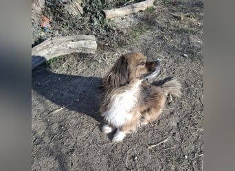 Benji, süßer Pekingnese-Mix sucht Traumzuhause