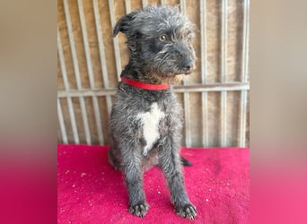 ❤️ kuschelige Familienhündin TAMI - 2 Jahre, 45cm/14kg - Schnauzer-Pumi-Mix ❤️