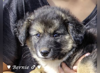 Buddy und Bernie suchen ein Zuhause
