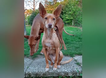 Stella, katzenverträgliche Zwerg Podenca