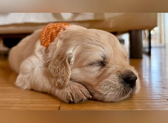 Golden Retriever Welpen