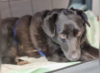 Phoebe sucht Für-immer-Zuhause