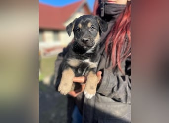 Ironman, kleiner Hundejunge sucht ein Zuhause