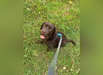 Therapie Hund Eignung 14 Monate Labrador Rüde Mega lieb