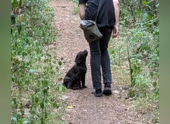 Wunderschönen Labrador Rüden