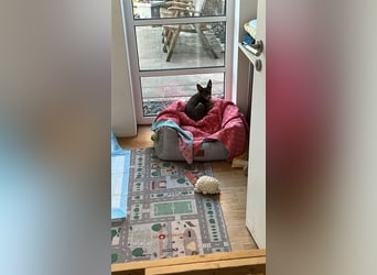 Lieber Maksik sucht sein Zuhause