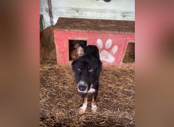 Jack (2) sucht einen Gnadenplatz