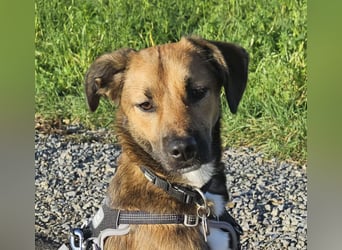 Buddy wartet in 97616 Salz