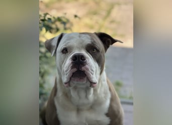 Amerikanische Bulldogge sucht ein zuhause