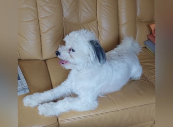 Havaneserpomchi