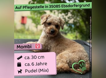 Mombi