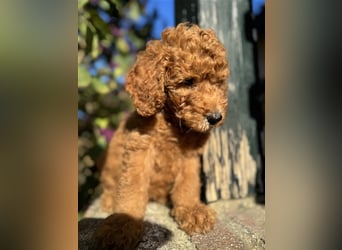 GoldenDoodle Welpen 