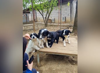 Herziger KELVIN sucht Kuschelpartner fürs Leben