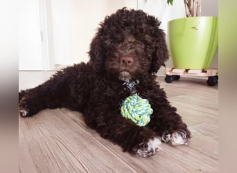 Lagotto Romagnolo / Wasserhund/ Trüffel Suchhund