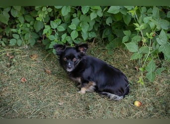 KIKI - wer möchte mit der kleinen Maus knuddeln, spielen, lernen und ihr ein Zuhause schenken??