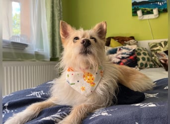 Loretta SR – Unkomplizierte Dame sucht ihr Zuhause