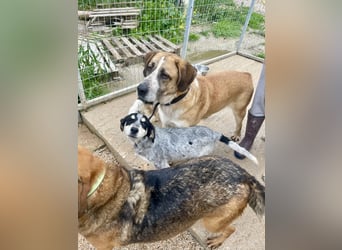 Ruhiger und gelassener Junghund WILLY (2 Jahre) sucht eine Familie
