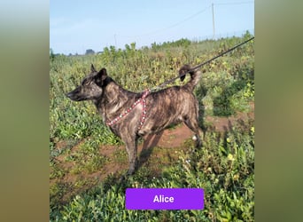liebe Alice sucht sein kuscheliges Zuhause