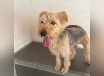 Pixel