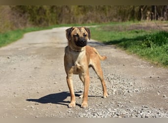 Buffy ist ein fröhlicher, aktiver Hund