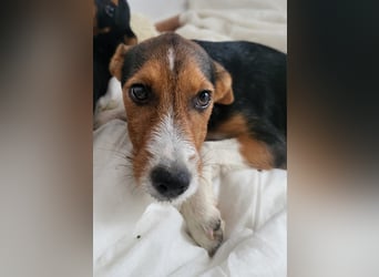 Ricky sucht geduldige Kuschelpartner