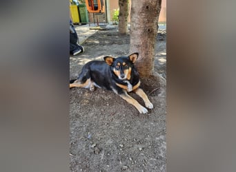 Süße Shiva sucht ihre Kuschelpartner