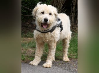 Charlie ist ein absolut liebenswerter rumänischer Schäferhund