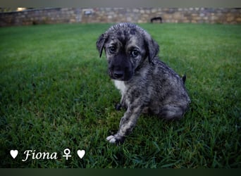 Fiona sucht ab Anfang August ein Zuhause