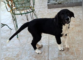 Barney2 geb. 02/2025 (GRC) - verschmuster und verspielter, charmanter Griechischer Hirtenhund Welpe!