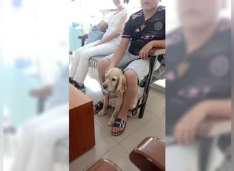 Cockerspaniel Hündin Mella ist der perfekte Familienhund