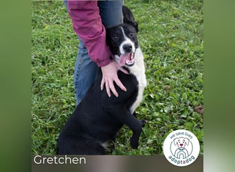 Gretchen: kennt nur das Tierheim