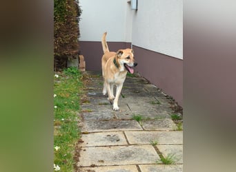 lieber Amerigo in 72525 Münsingen auf Pflegestelle sucht sein Zuhause