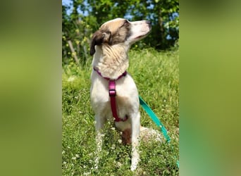 Umgängliche sanfte Hündin Sansa❤️sucht Pflege- oder Endstelle