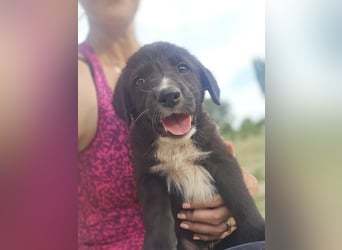 Reacher - tapferer Hundejunge