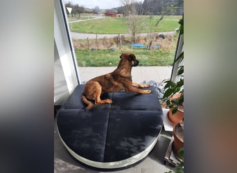 Schäferhund-Rodesien Ridgeback Michling  8 Monate