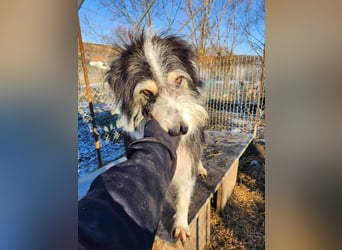 HARLEEN gerettet aus  Horror Tötung von Slatina,  Ostern'22