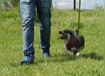 Luna sucht ein verständnisvolles Zuhause