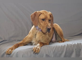 Lord - ungarischer Vizsla - ein außergewöhnlicher Begleiter!