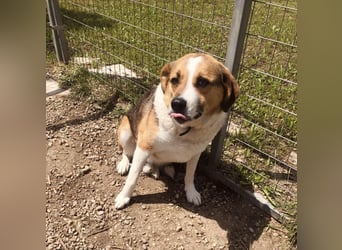 Simba - wer gibt dem lieben Rüden eine Chance