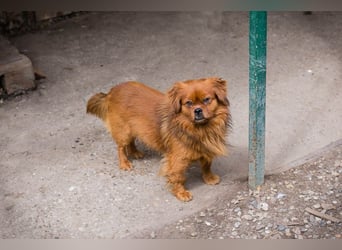 JANOSCH - Lustiger, netter Bub sucht Körbchen für immer
