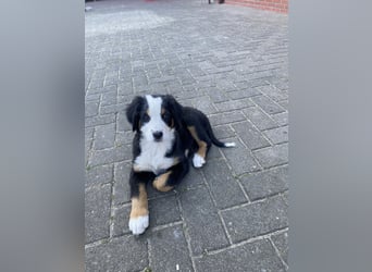 Sehr Liebe Hunde Appenzeller Sennen