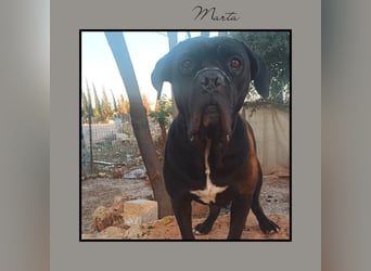 Katzenverträgliche + unkomplizierte Cane Corso Hündin MARTA wartet in Friesenhagen auf DICH!