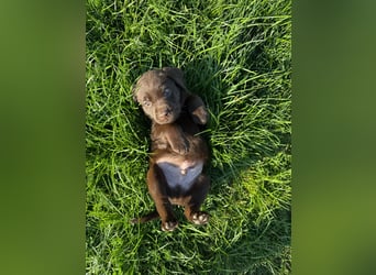 Zuckersüße Reinrassige Labrador Welpen suchen liebevolles Zuhause!