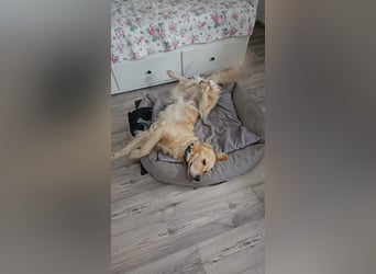 Golden Retriever Mischlings-Rüde Fridolin sucht ein Zuhause