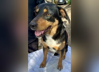 Dora - Anhängliche Dora sucht ihren Lieblingsmenschen