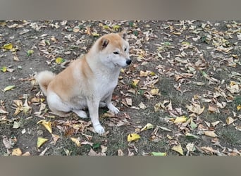 Wunderschöne Shiba Inu Welpen suchen ein liebevolles Zuhause!