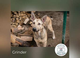 Grinder: Verspielter Junghund